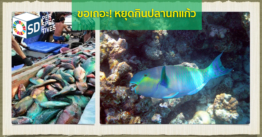 สมาคมรักษ์ทะเลไทย Archives - Sd Perspectives Lifestyle Sustainability